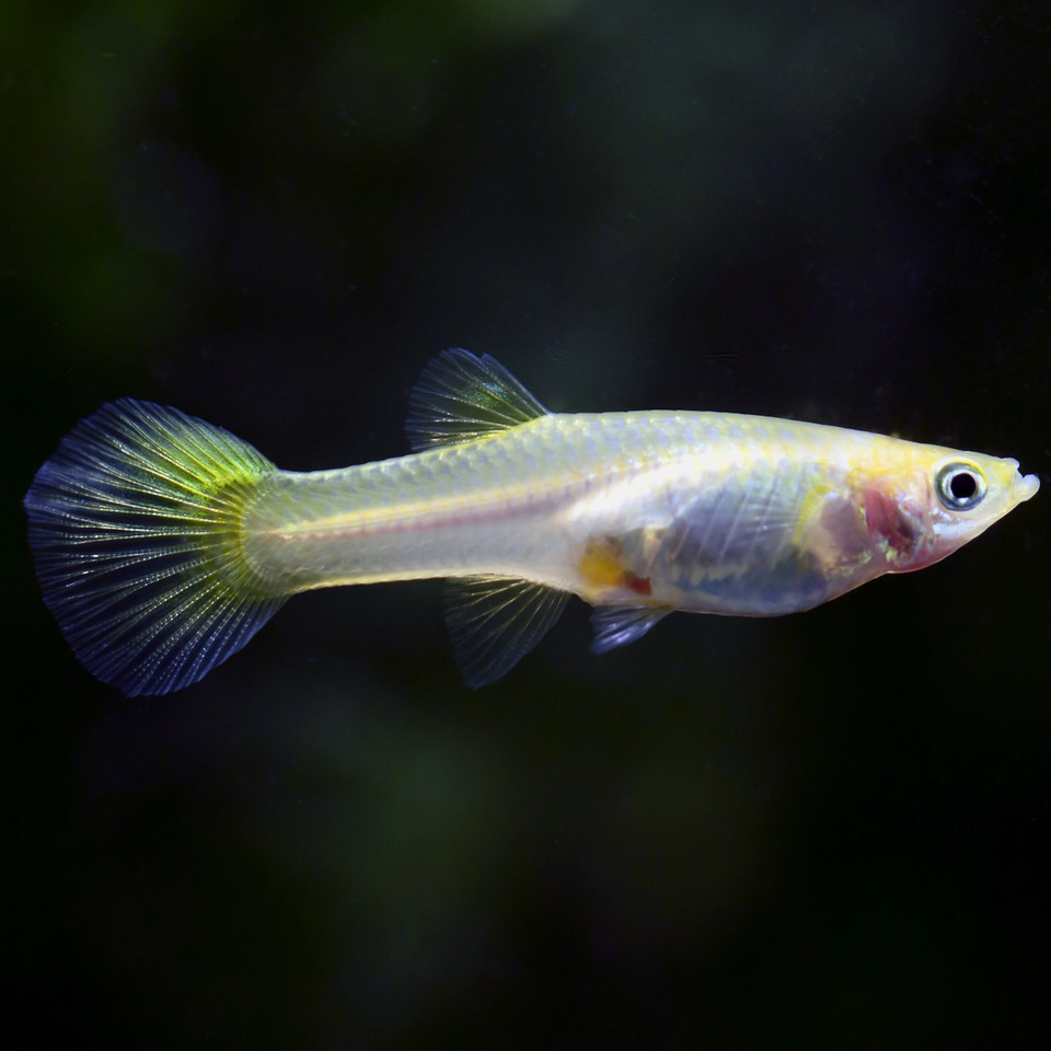 Guppy vrouw